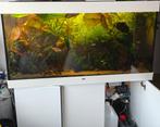 Juwel Rio 350 met kast, Dieren en Toebehoren, Ophalen, Gebruikt, Gevuld zoetwateraquarium