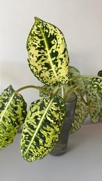 2 dieffenbachia reflector stekken, Ophalen