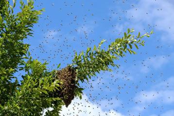 Récupération d'essaim d'abeille, Enlèvement
