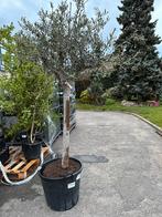 Europese olijfboom, Tuin en Terras, Planten | Bomen