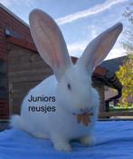 Duitse reus Wit Blauw-oog ram, Dieren en Toebehoren, Konijnen