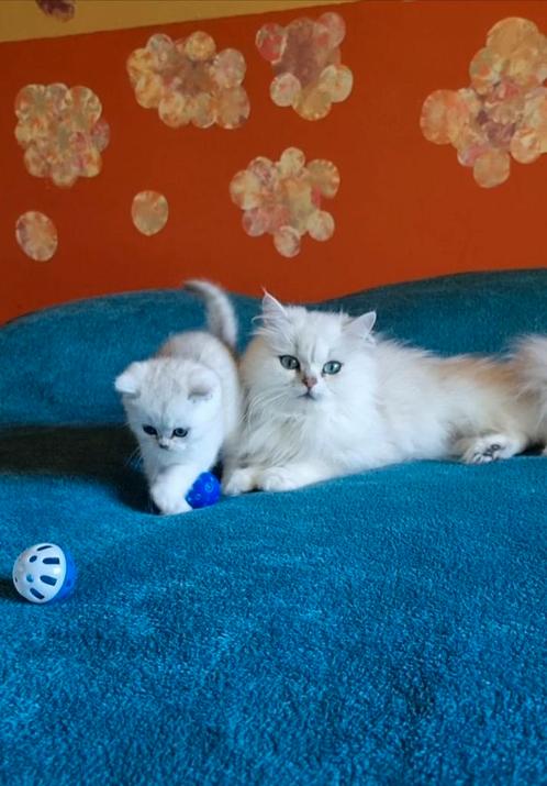 BRITSE KORTHAAR MET STAMBOOM, Dieren en Toebehoren, Katten en Kittens | Raskatten | Korthaar, Kater, 0 tot 2 jaar, Met stamboom