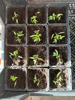 Kleine plantjes te koop, Ophalen, Groenteplanten
