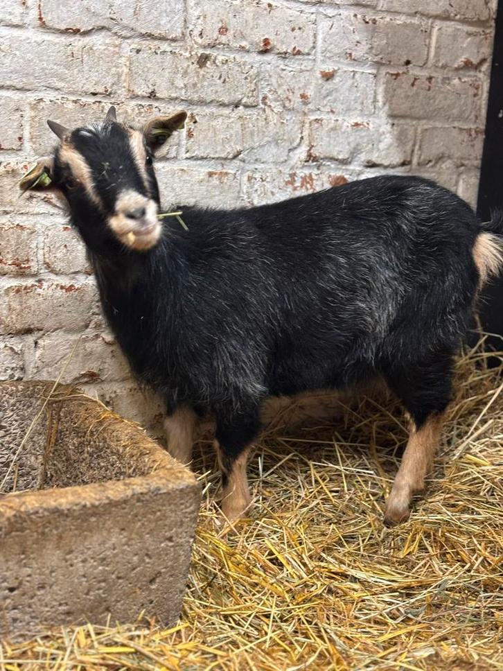 Dwerggeitje te koop, Animaux & Accessoires, Moutons, Chèvres & Cochons, Chèvre, Femelle, 0 à 2 ans