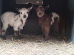 Dwerggeitjes, Dieren en Toebehoren, Schapen, Geiten en Varkens, Meerdere dieren, Geit, 0 tot 2 jaar