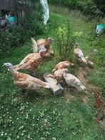 Kalkoenen te koop, Dieren en Toebehoren, Meerdere dieren, Kalkoen