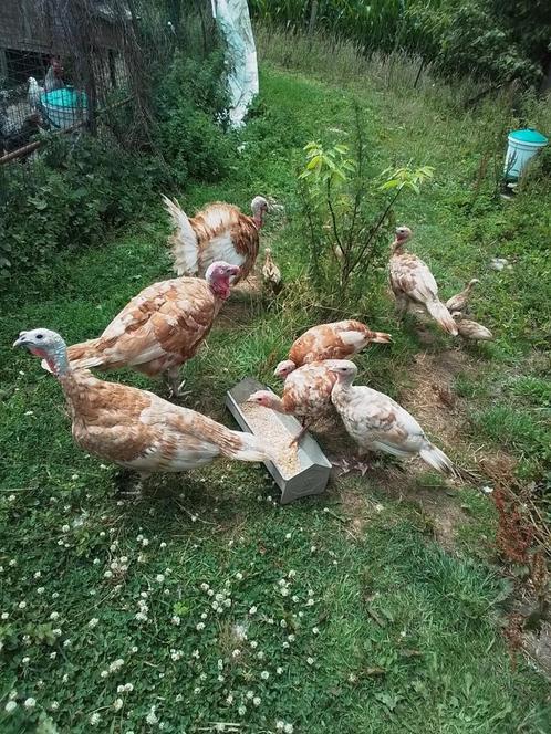 Kalkoenen te koop, Dieren en Toebehoren, Pluimvee, Kalkoen, Meerdere dieren