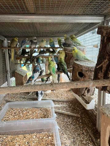 GROTE KEUZE KLEUREN GRASPARKIETJES NU 16 EURO/KOPPEL beschikbaar voor biedingen