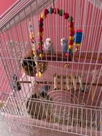 4 perruches a vendre avec leur cage, Ophalen, Zo goed als nieuw