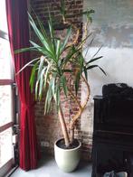Yucca, Maison & Meubles, Plantes d'intérieur, Enlèvement, Yucca