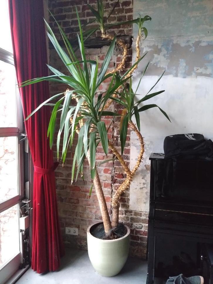 Yucca, Maison & Meubles, Plantes d'intérieur, Yucca, Enlèvement