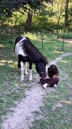 Verzorg shet/a pony gezocht, Dieren en Toebehoren, Meerdere dieren, B