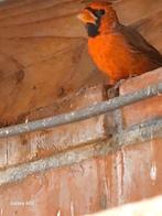 Rode kardinaal mannen  van 2025, Dieren en Toebehoren