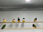 Gouldamadines natuurbroed geringd, Dieren en Toebehoren, Vogels | Overige Vogels, Geringd