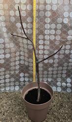 Figuier Ficus Carica, Figuier, En pot, Plein soleil, Moins de 100 cm