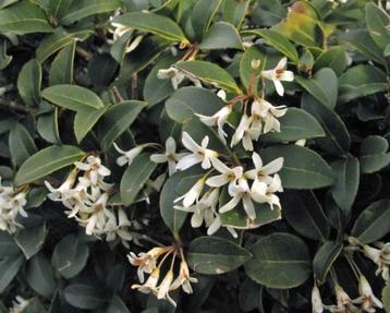 PROMO!! Osmanthus burkwoodii, Tuin en Terras, Ophalen