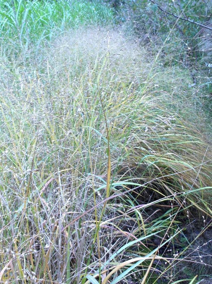 Graminée ornementale Panicum virgatum, Jardin & Terrasse, Plantes | Jardin, Plante fixe, Graminées ornementales, Plein soleil