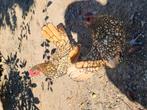 Sebright kipjes, Dieren en Toebehoren