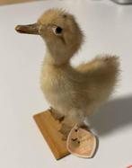 Opgezet geel eendje, Ophalen of Verzenden, Zo goed als nieuw