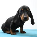 Teckel - kortharige pups te koop (zwart&bruin), Dieren en Toebehoren, CDV (hondenziekte), Meerdere, Meerdere dieren, Buitenland