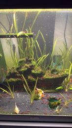 Garnalen te koop, Dieren en Toebehoren, Vissen | Aquariumvissen, Kreeft, Krab of Garnaal, Zoetwatervis, Schoolvis