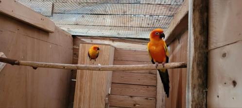 Articles sur l'ADN d'une paire de perruches solaires reprodu, Animaux & Accessoires, Oiseaux | Perruches & Perroquets