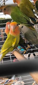 Dwergpapegaai, Dieren en Toebehoren, Vogels | Parkieten en Papegaaien