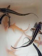 Albino en diamant steurs 20/25 cm