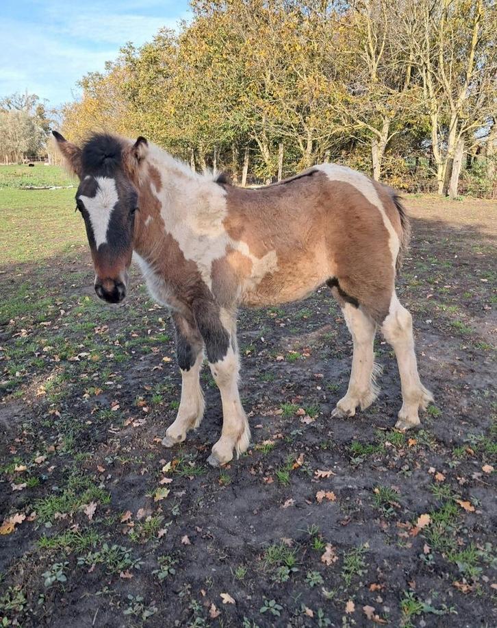 Prachtig veulen, Dieren en Toebehoren, Pony's