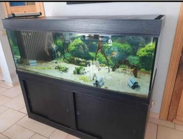 Aquarium 600l beschikbaar voor biedingen