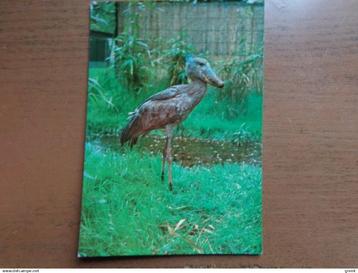 Postkaart Dierenpark Planckendael - Muizen, Schoenbek beschikbaar voor biedingen