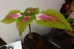 Coleus, Ophalen of Verzenden