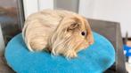 Cavia, mannelijke cavia Shelty cream, Ophalen