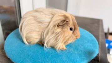 Cavia, Cobaye mâle Shelty crème, Enlèvement