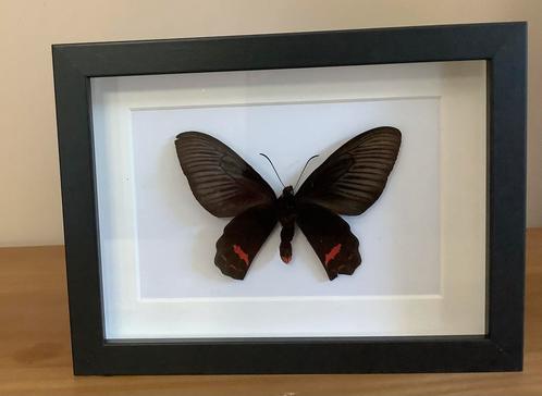 Exotische vlinder in kader, Verzamelen, Dierenverzamelingen, Zo goed als nieuw, Ophalen of Verzenden