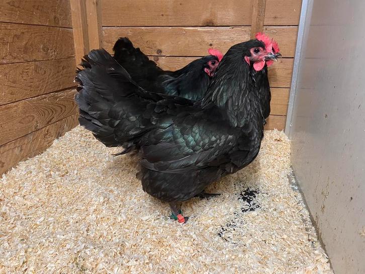 Zwarte australorp kippen haan met 2-4 hennen, Dieren en Toebehoren, Pluimvee