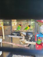Agapornissen, Dieren en Toebehoren, Vogels | Parkieten en Papegaaien, Vrouwelijk, Dwergpapegaai of Agapornis, Geringd