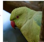 volwassen vrouwelijke halsbandparkiet, Dieren en Toebehoren, Vrouwelijk, Parkiet, Tam