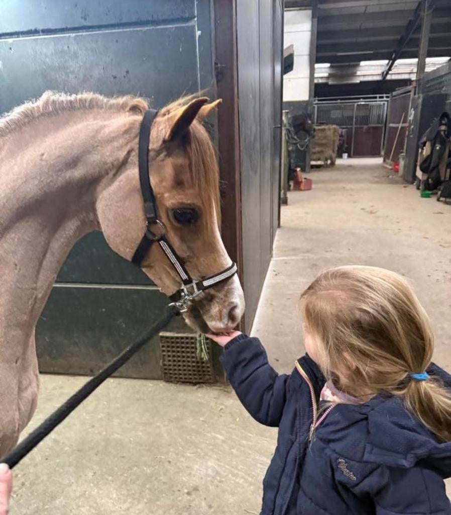 Knappe en gave pony!, Dieren en Toebehoren, Pony's, Ruin, L, B pony (1.17m tot 1.27m), Tuigpony, 11 jaar of ouder, Gechipt, Ontwormd