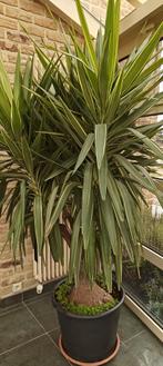 Yucca groen met gele strepen. Zeer oude plant, Vaste plant, Bloeit niet, Halfschaduw, Ophalen