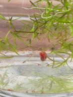 Baby guppy's: 1€/3 stuks