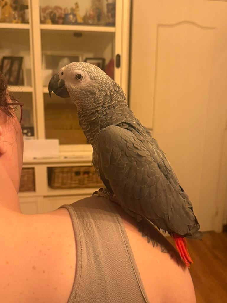 Handtamme grijze roodstaart coco 1 jaar man, Dieren en Toebehoren, Mannelijk, Papegaai, Pratend