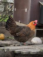 Goudbrakel broedeieren