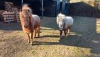 Mini paardjes, Dieren en Toebehoren, Merrie, Recreatiepony, Met stamboom, 3 tot 6 jaar