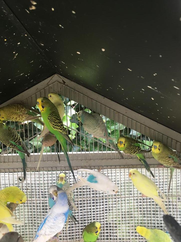 HIPPE KLEUREN GRASPARKIETEN VANAF 20 EURO/KOPPEL, Animaux & Accessoires, Oiseaux | Perruches & Perroquets, Perruche, Plusieurs animaux