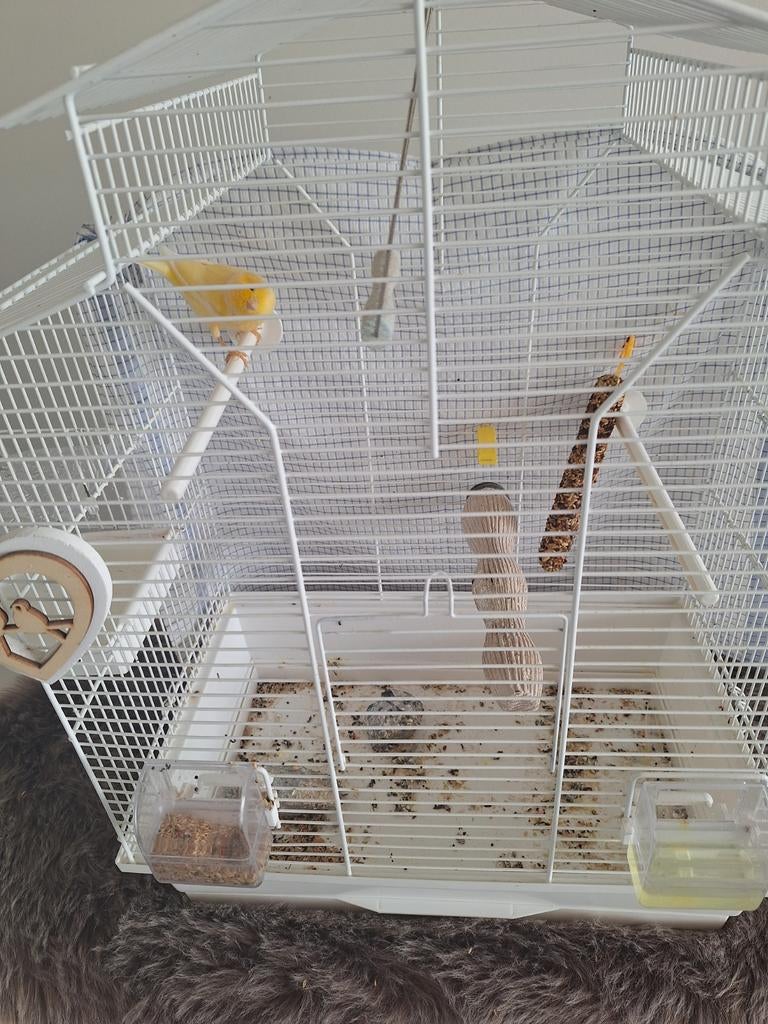 Kanarie vogel en kooi met toebehoren, Dieren en Toebehoren, Ophalen