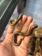 Miljoenpoten, Animaux & Accessoires, Reptiles & Amphibiens, Autres espèces, Domestique, 0 à 2 ans