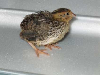 Kuikens kwartels gezocht