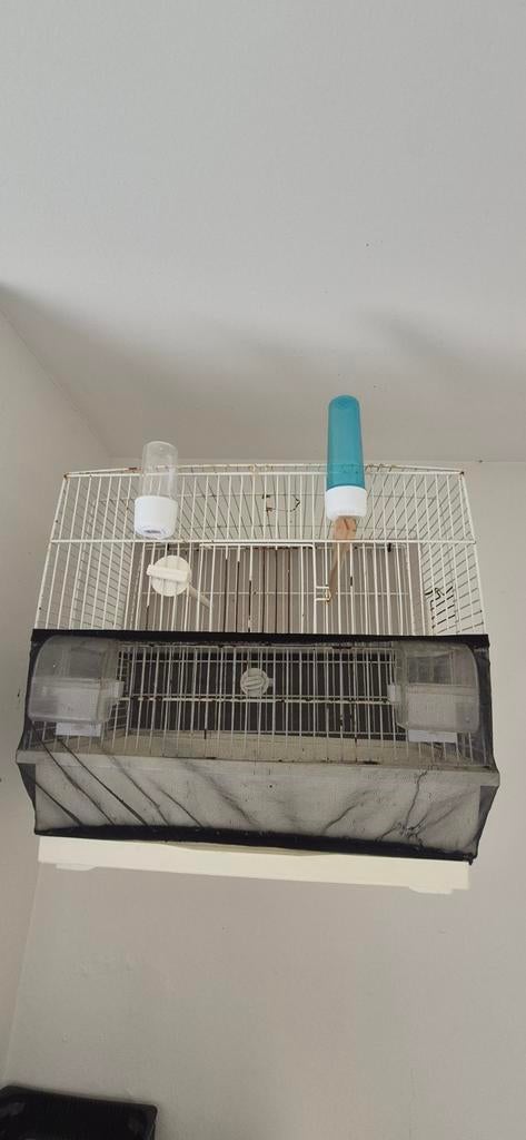 3 kooi te koop, Dieren en Toebehoren, Ophalen of Verzenden