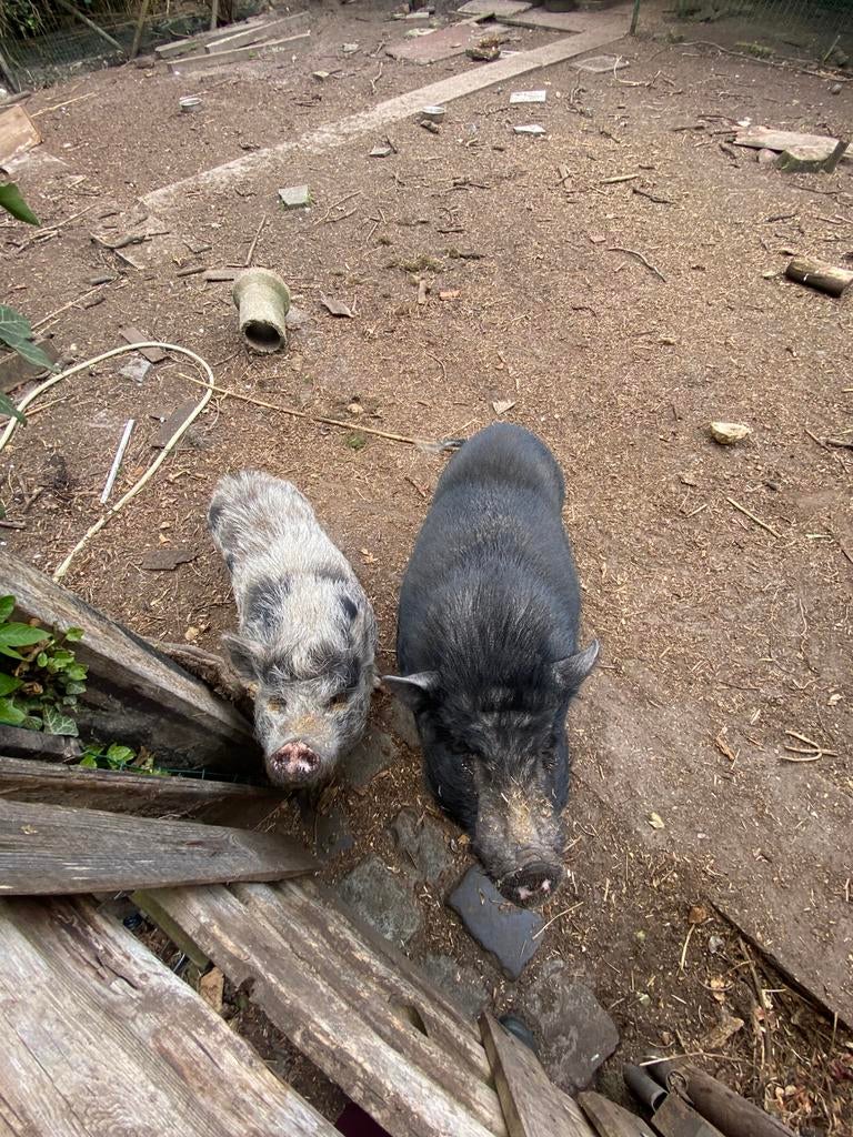 2 varkentjes (vrouwtjes), Mai, Femelle